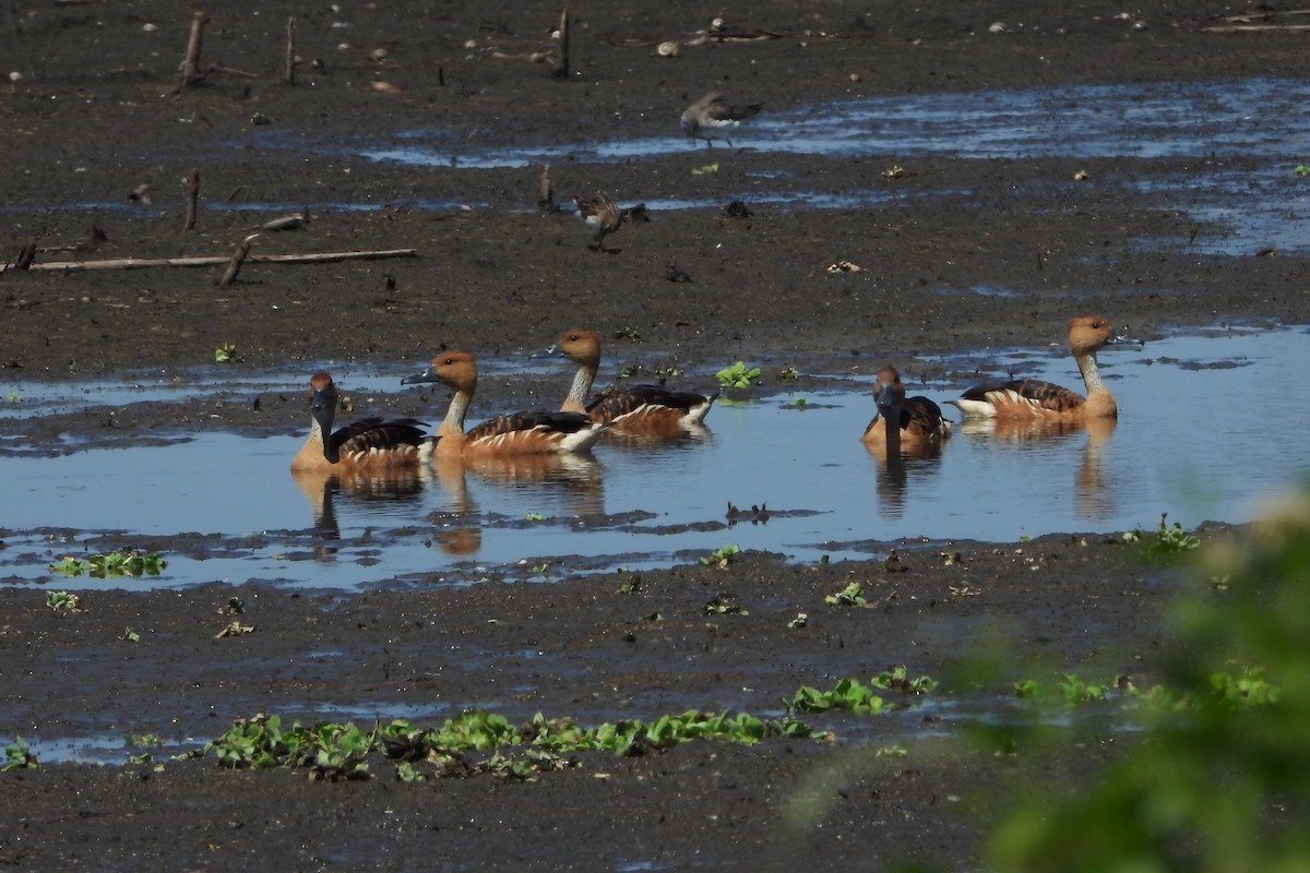 Fulvous Whistling-Duck - ML208656041