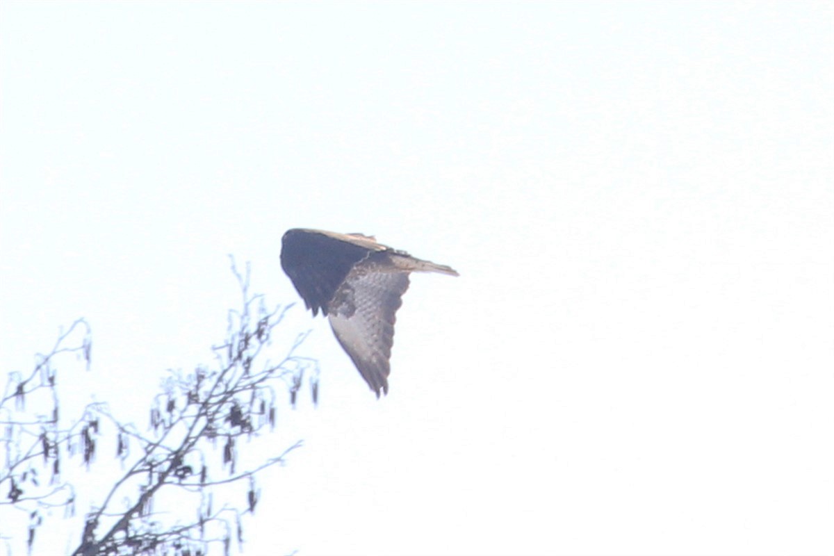 Common Buzzard - ML208658841