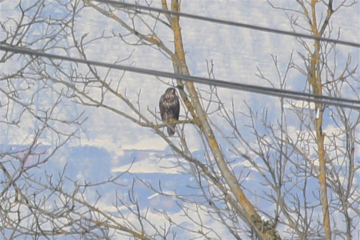 Common Buzzard - ML208658851