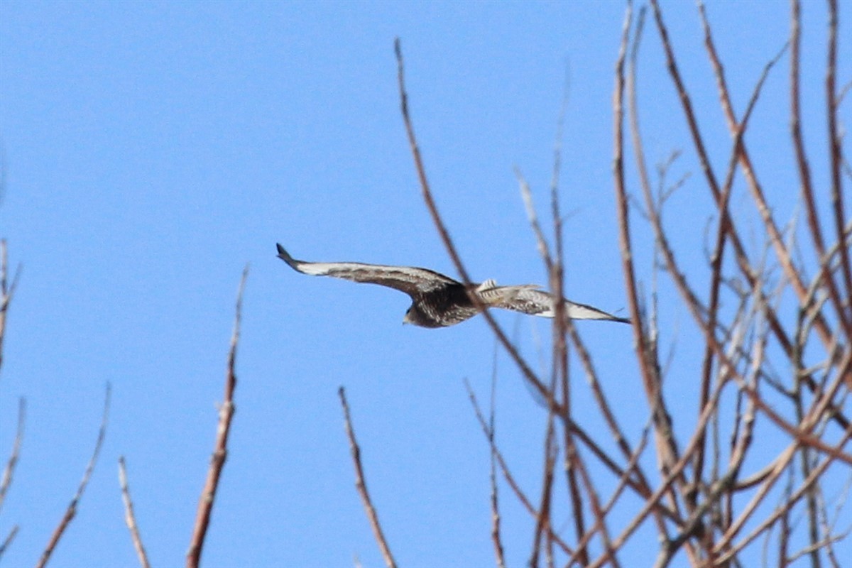 Common Buzzard - ML208658861