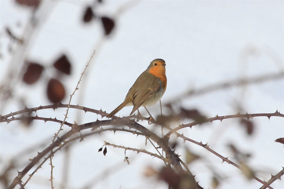 European Robin - ML208659381