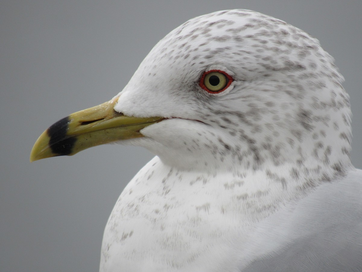 Ring-billed Gull - Keith Leonard