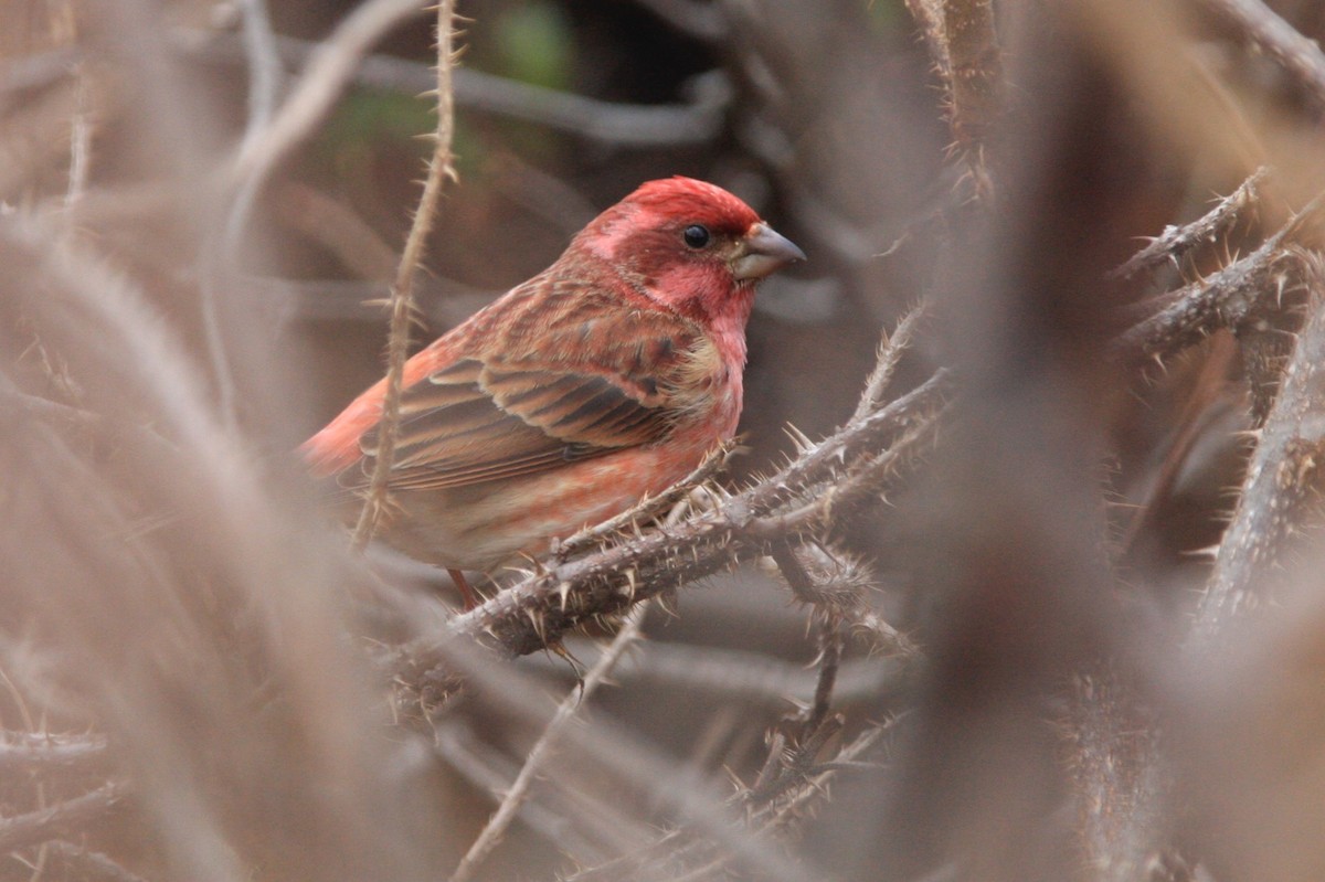Purple Finch - ML208660751