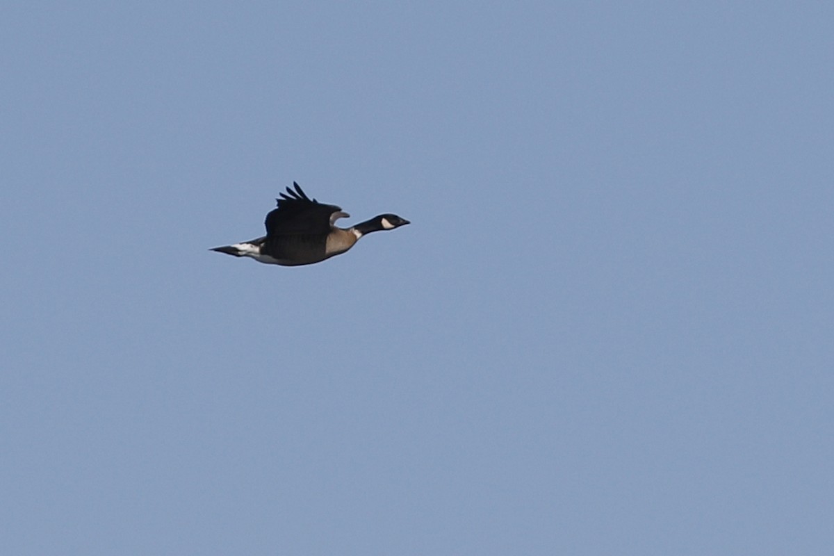 berneška malá (ssp. leucopareia) - ML208660821