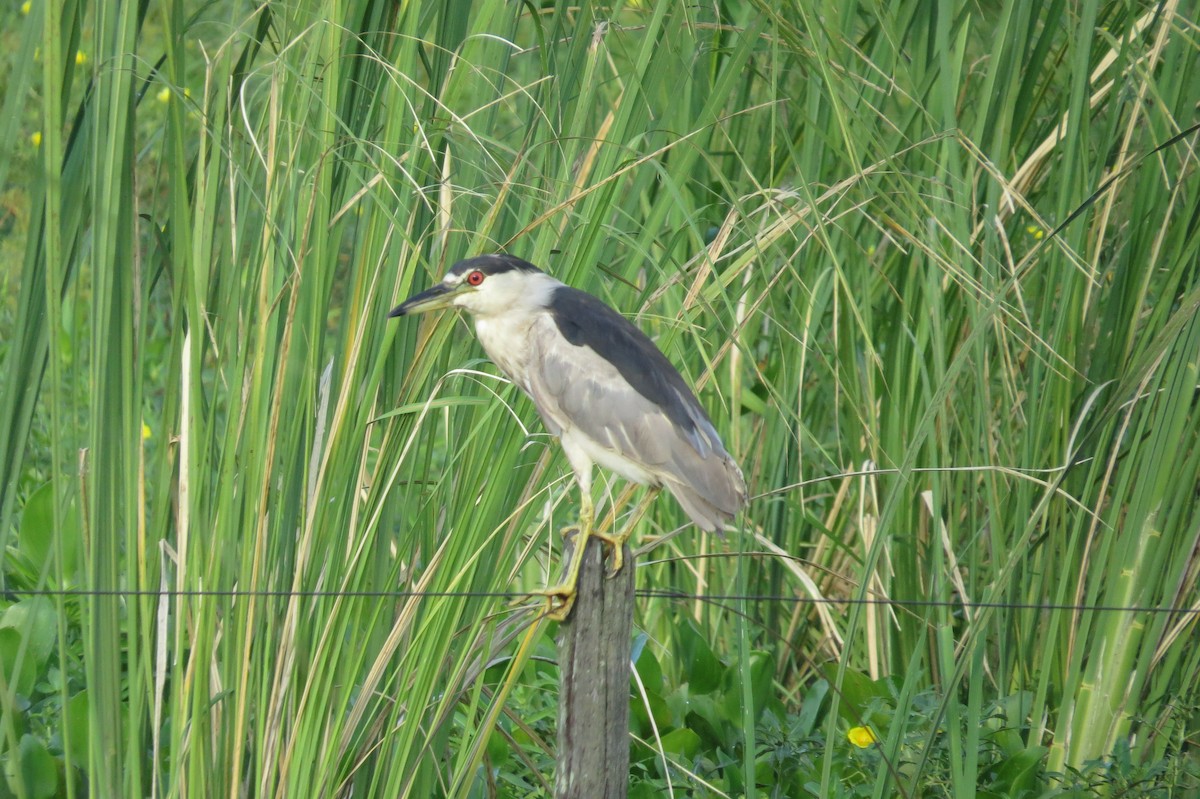 Black-crowned Night Heron - ML208661141