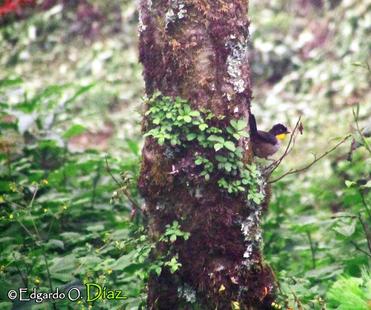 White-naped Brushfinch - Edgardo Orozco Díaz