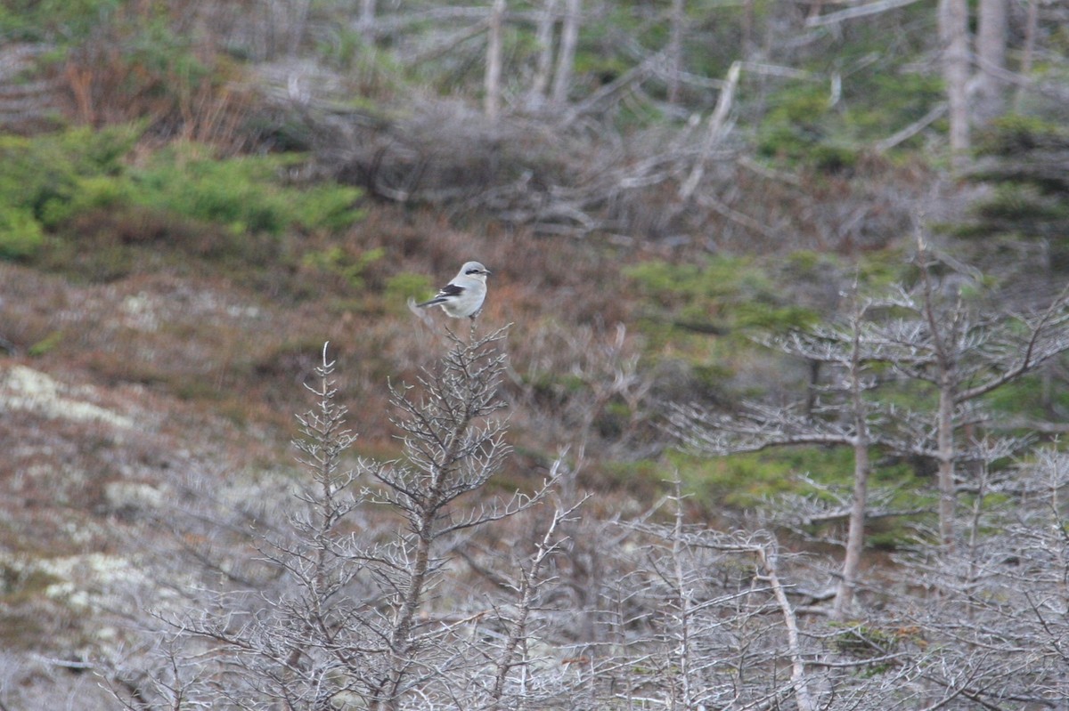 Northern Shrike - ML208661931