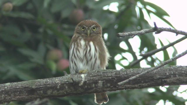 Peruvian Pygmy-Owl - ML208663201