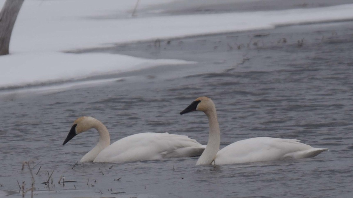 Trumpeter Swan - ML208663541