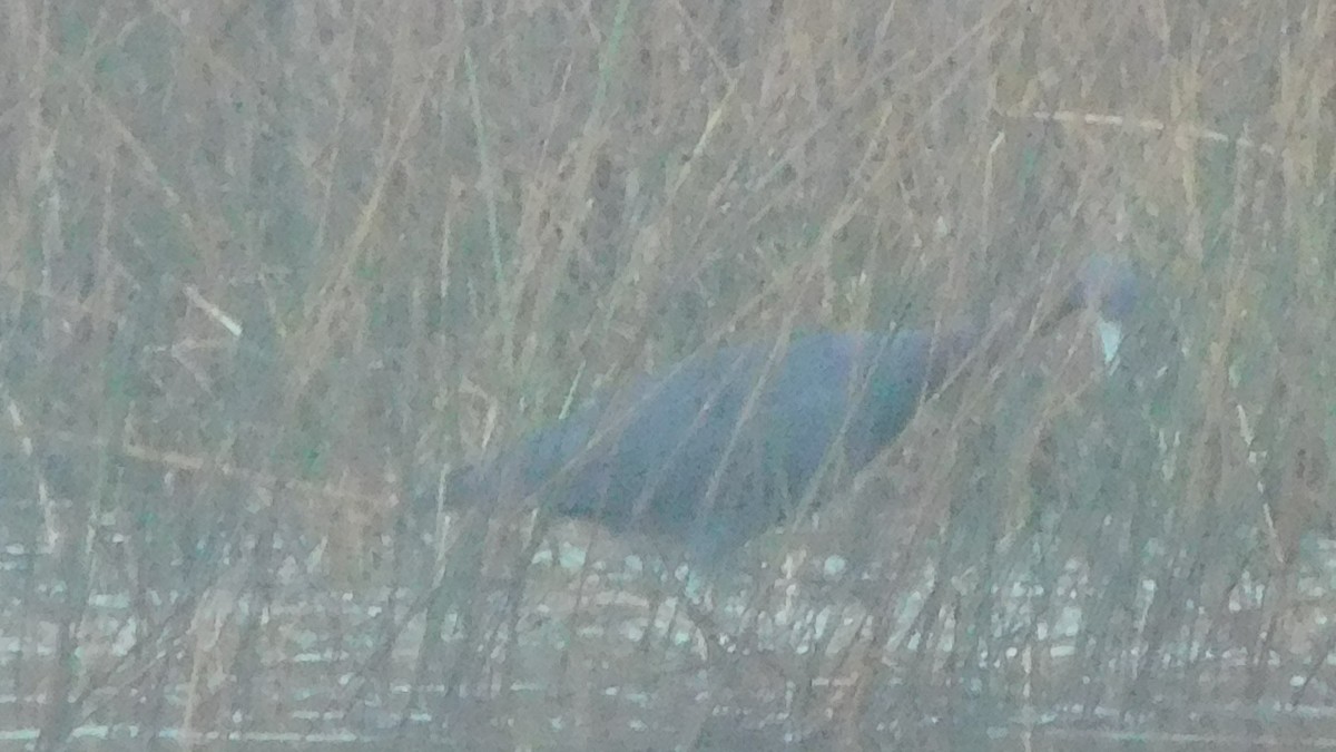 Little Blue Heron - ML208665271