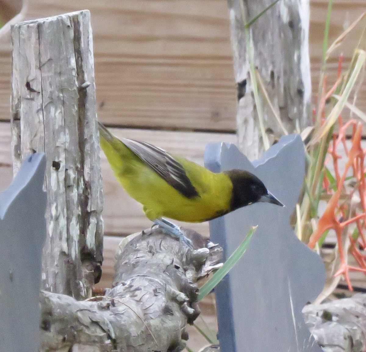 Audubon's Oriole - ML208665681