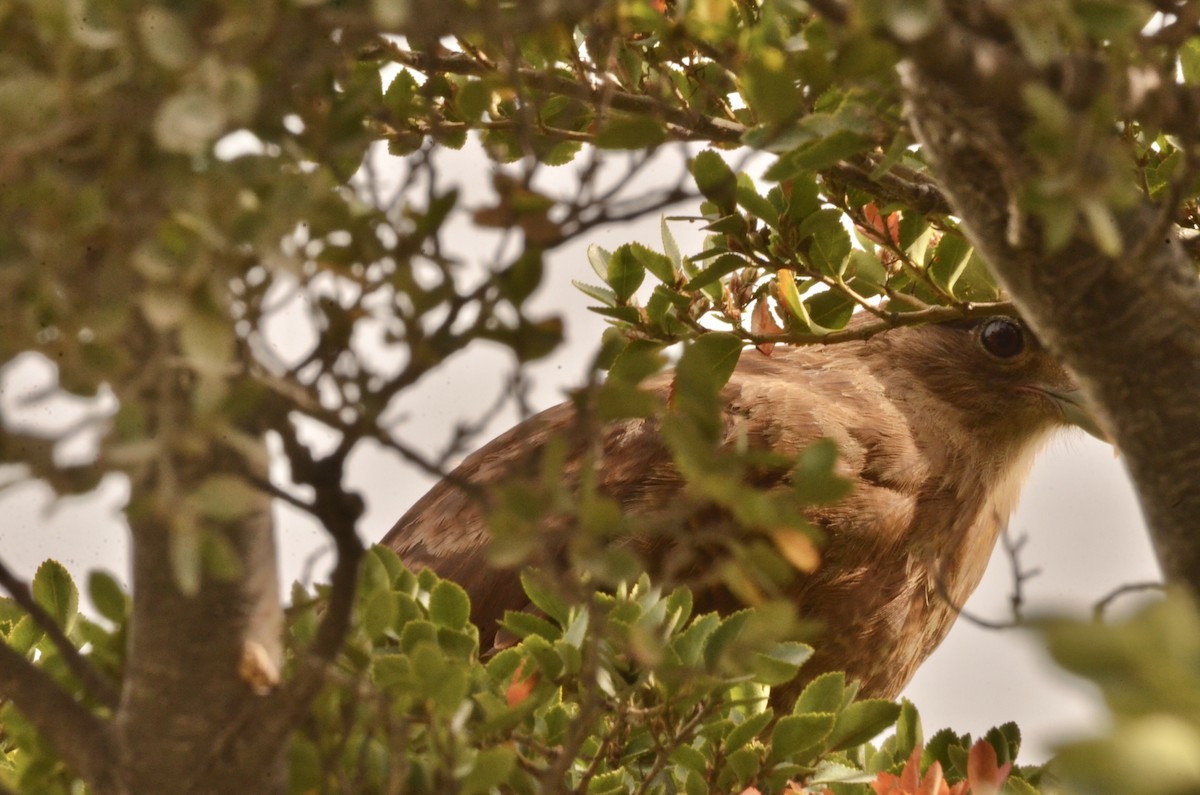 Chimango Caracara - Richard Garrigus