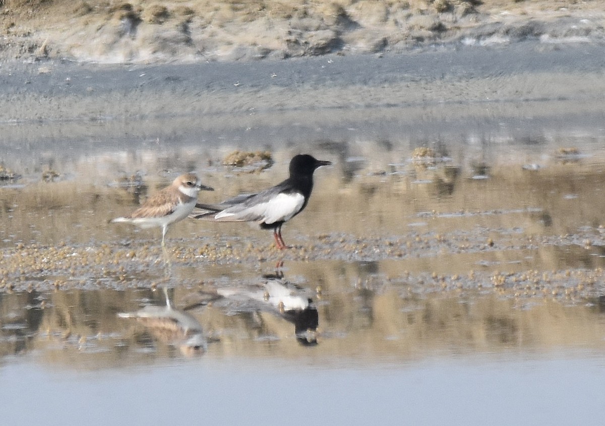 White-winged Tern - ML208667321