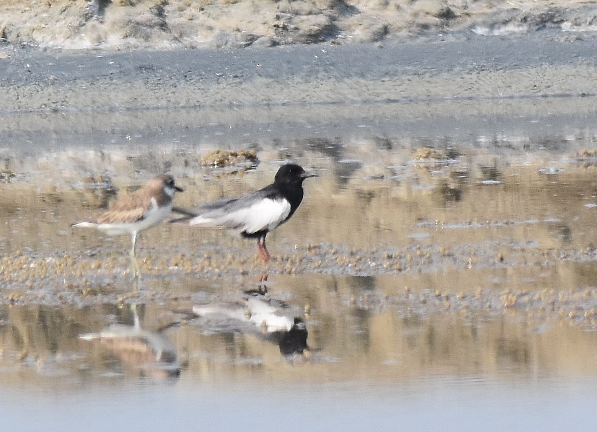 White-winged Tern - ML208667341