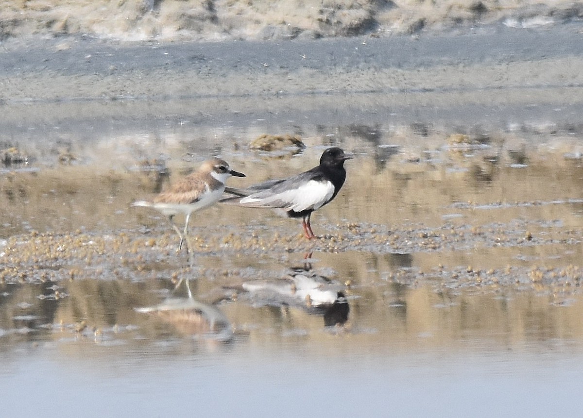 White-winged Tern - ML208667361