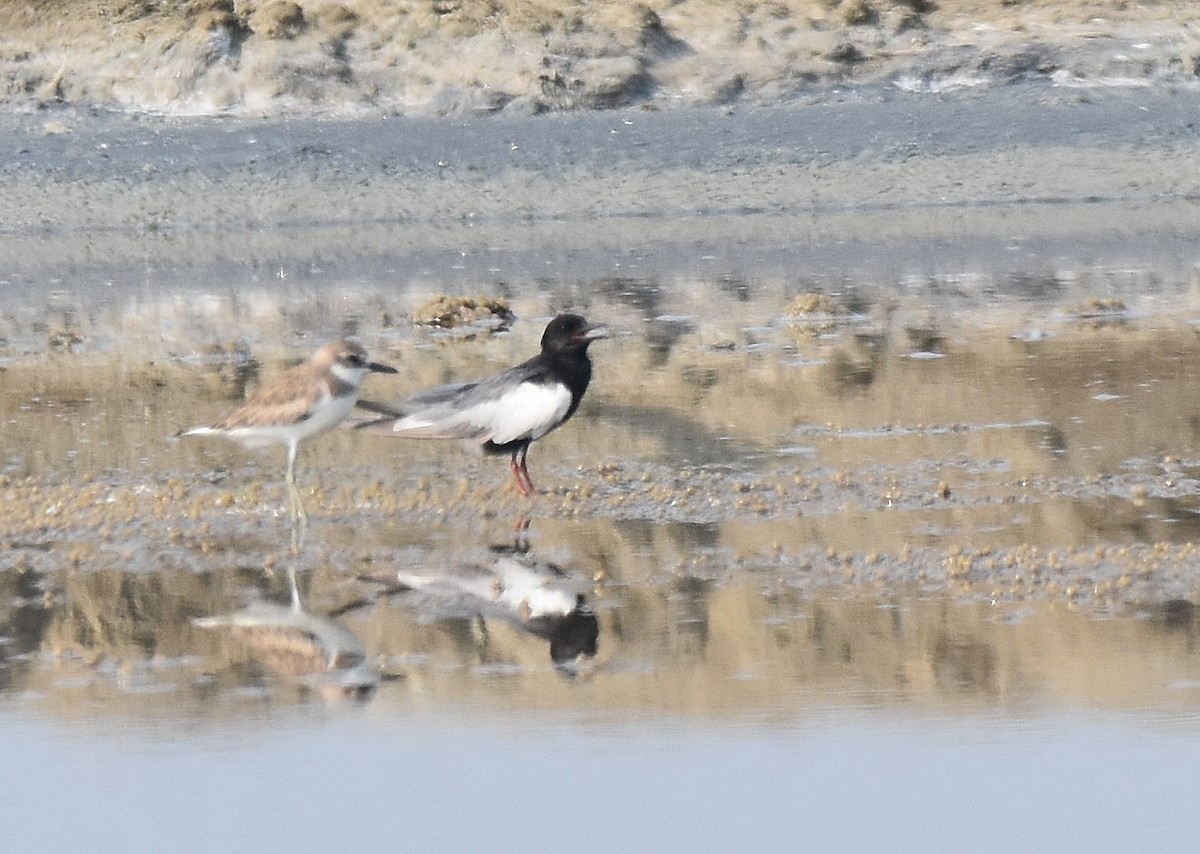 White-winged Tern - ML208667371