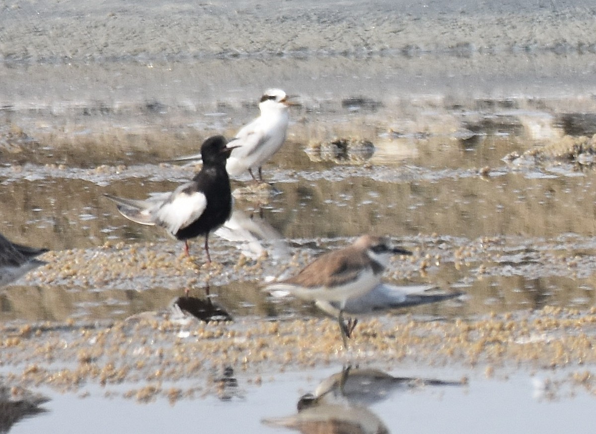 White-winged Tern - ML208667391