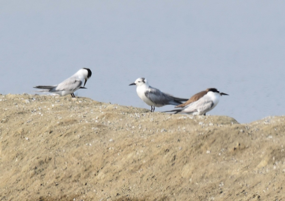 White-winged Tern - ML208667411