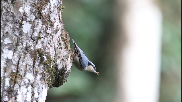 Chestnut-vented Nuthatch - ML208668261