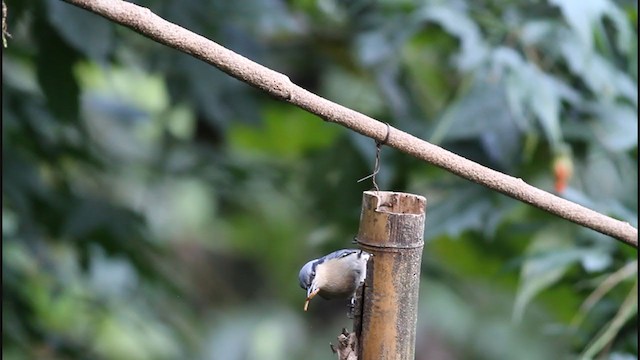 Chestnut-vented Nuthatch - ML208668441