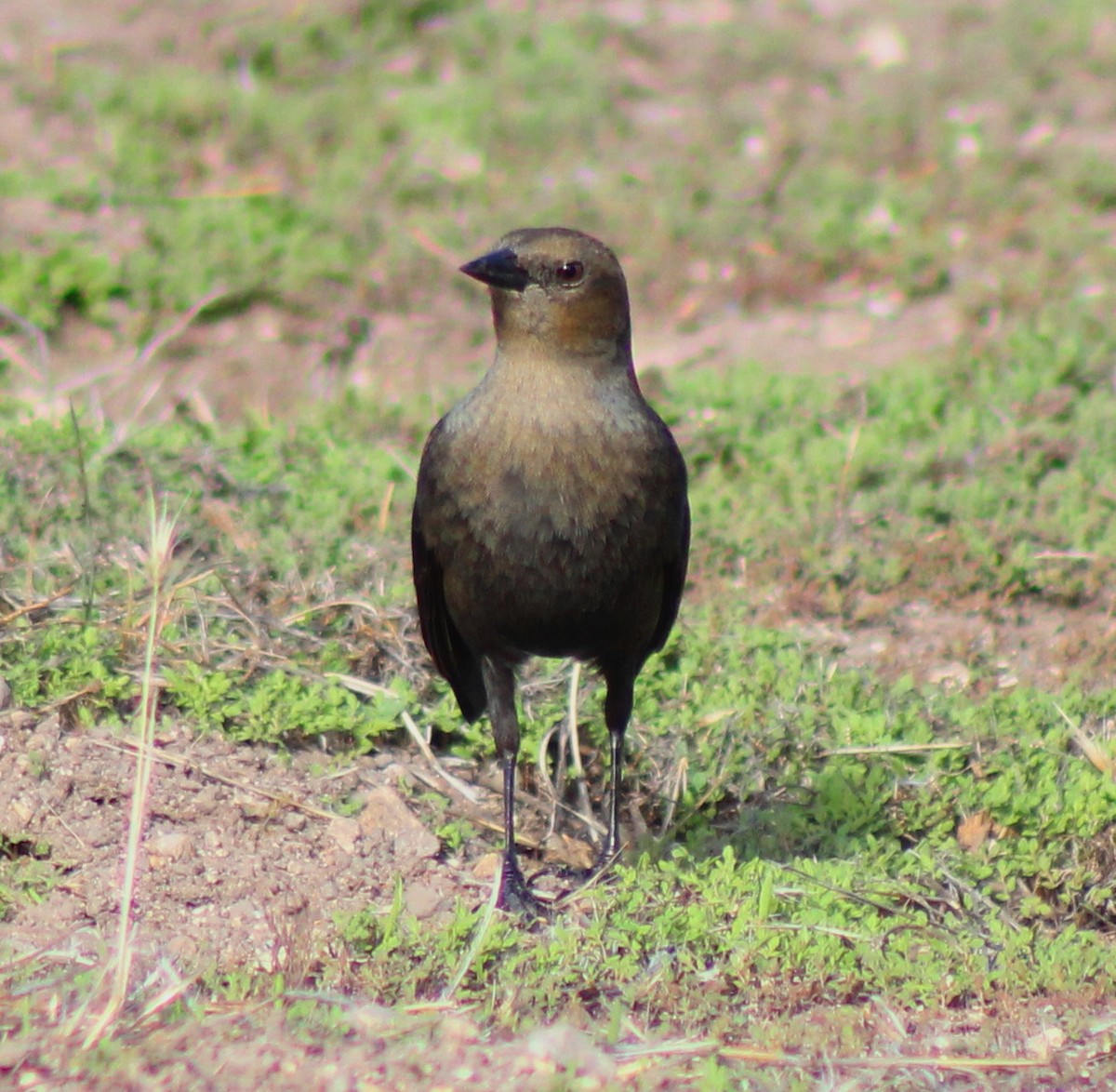 Brewer's Blackbird - ML20866861