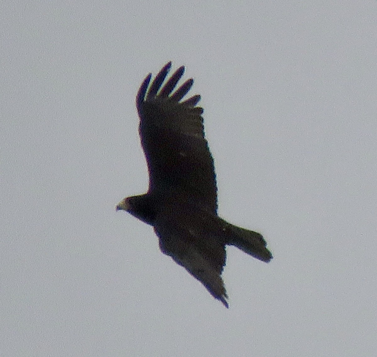 Zone-tailed Hawk - Don Glasco