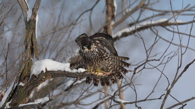 Halcón Peregrino - ML208669671