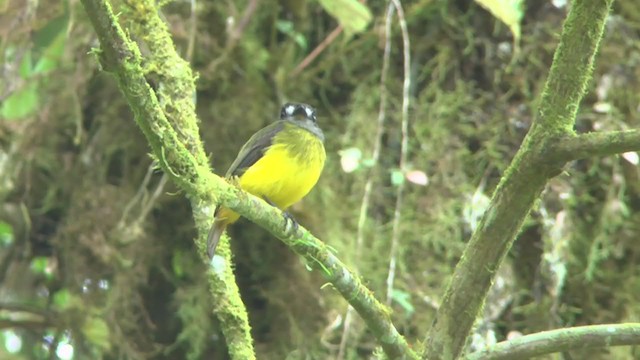 Ornate Flycatcher - ML208669811