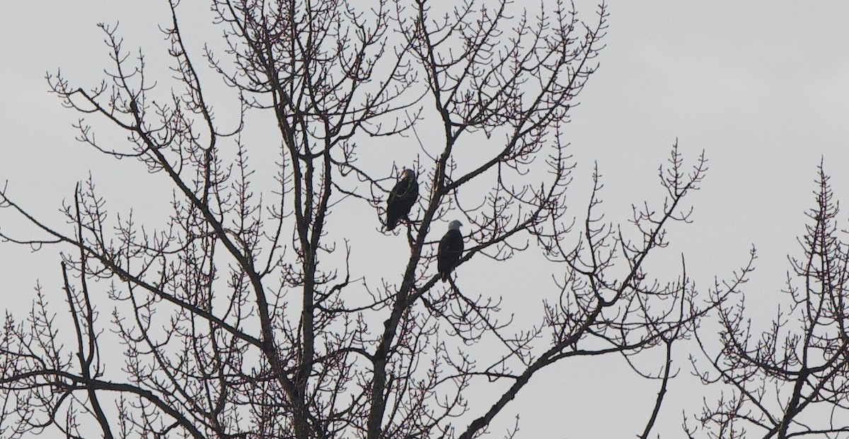 Bald Eagle - ML208670131