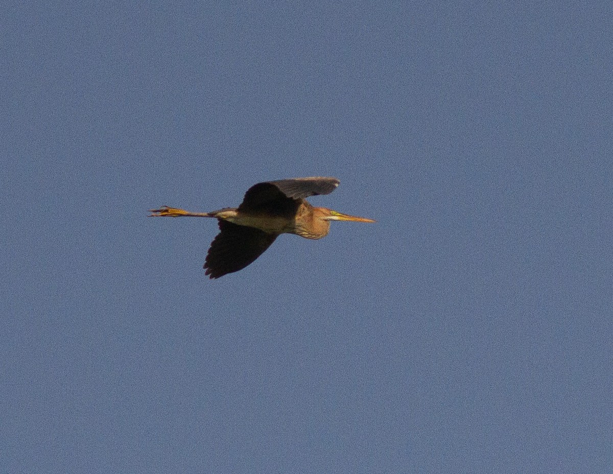 Purple Heron - ML208670641