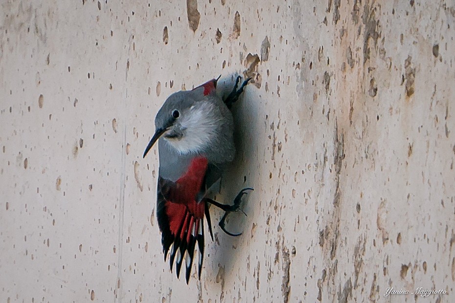 Wallcreeper - ML208671561