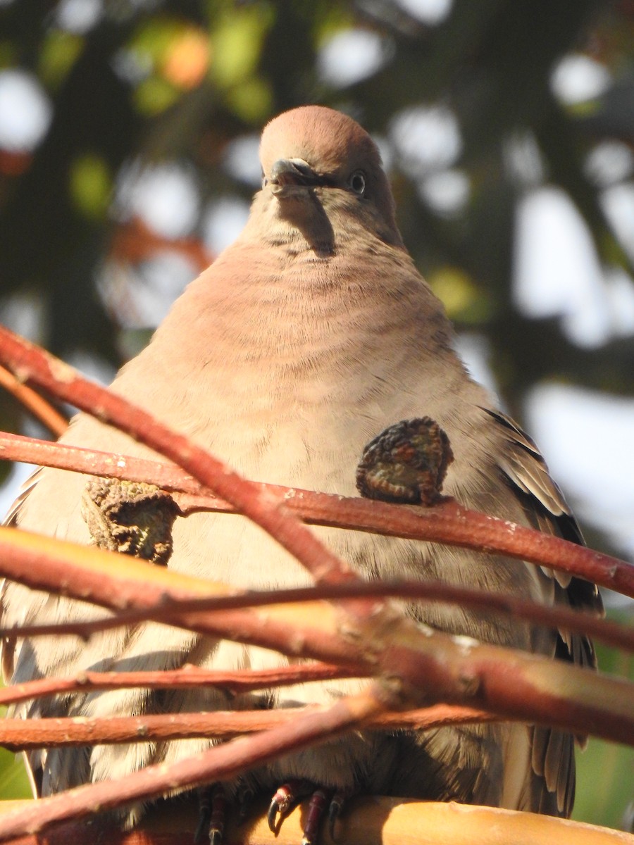 holub skvrnokřídlý - ML208672001