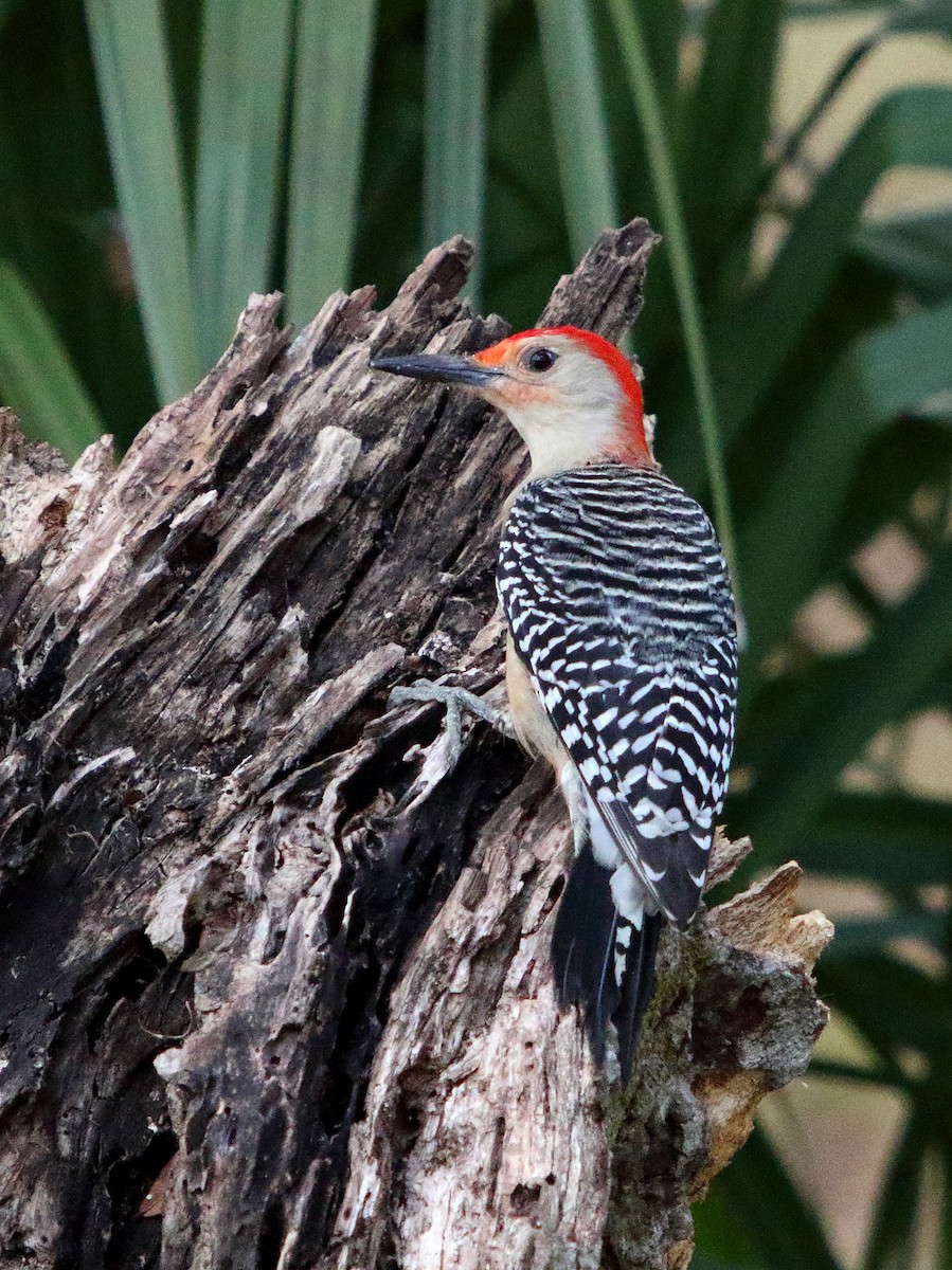 Red-bellied Woodpecker - Thomas Osborne