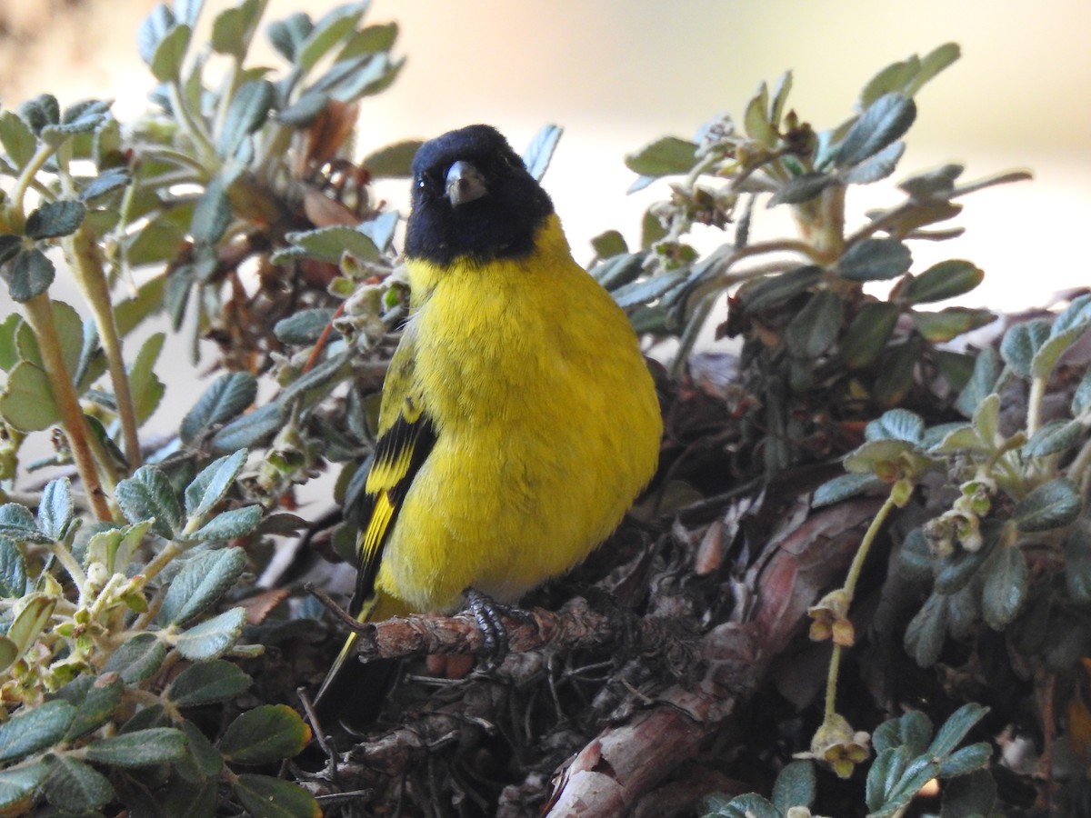 čížek jihoamerický - ML208672461