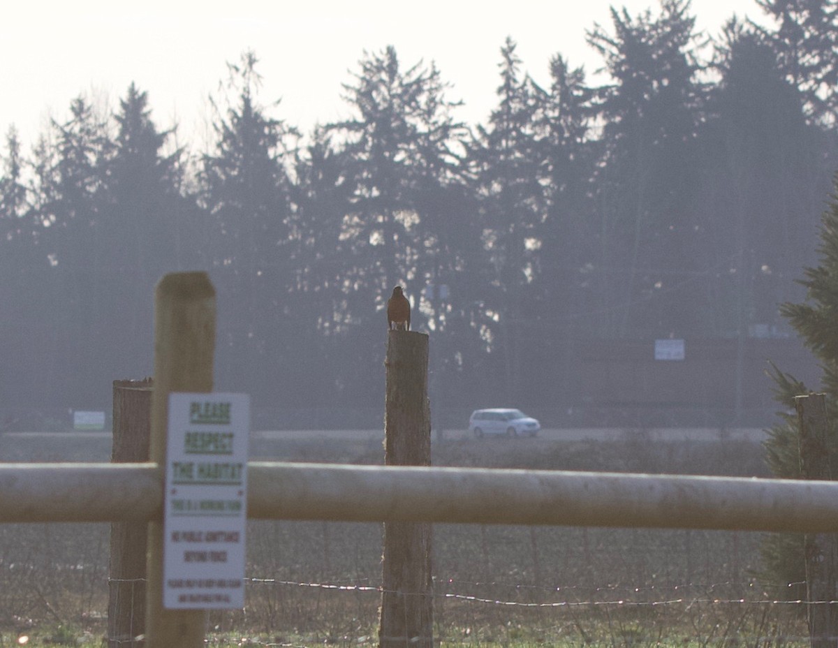 American Robin - ML208672471
