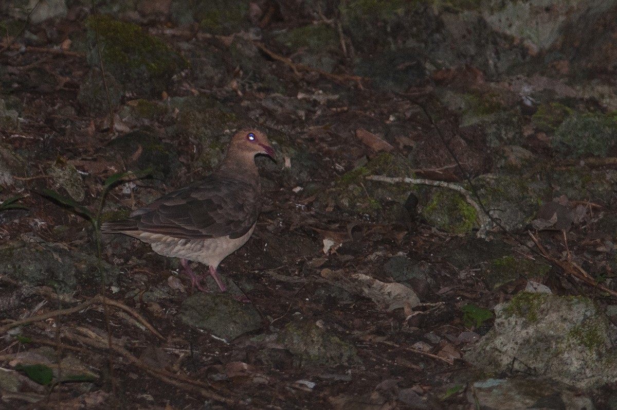 Ruddy Quail-Dove - Stephen Davies