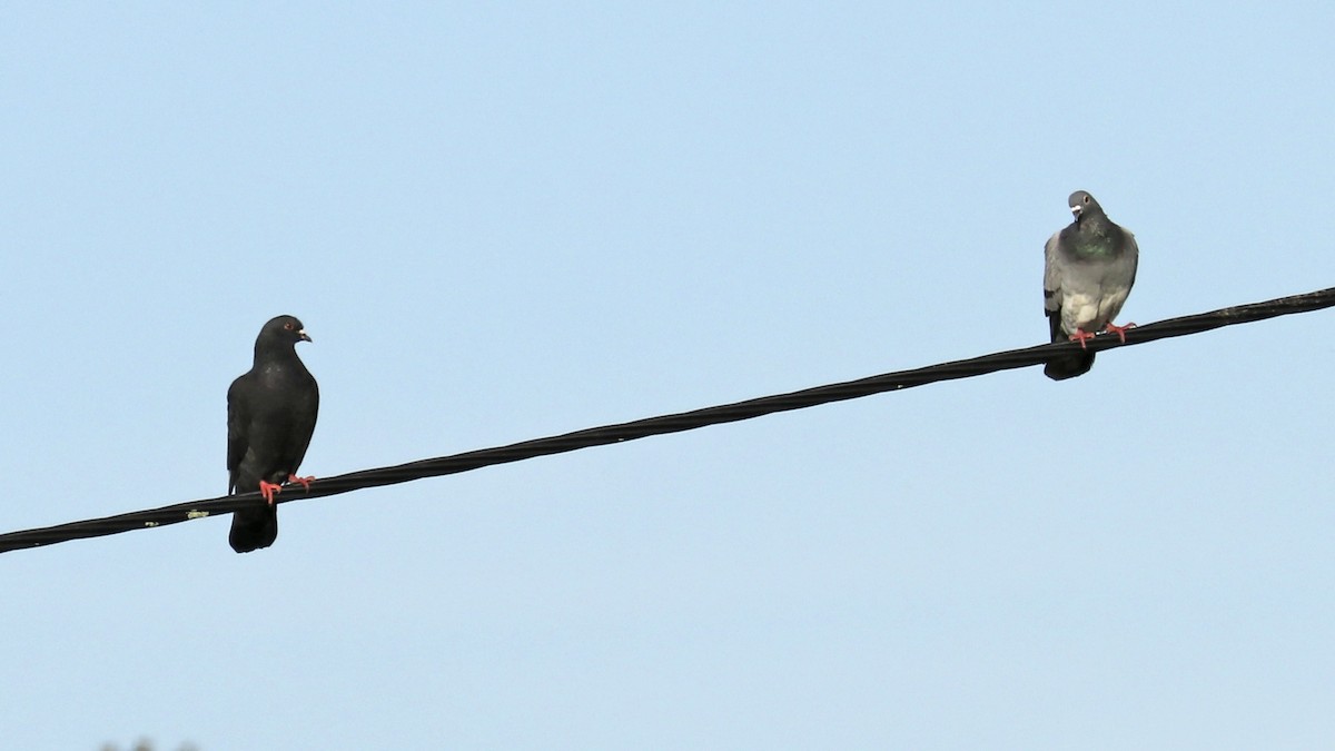 Rock Pigeon (Feral Pigeon) - ML208673691