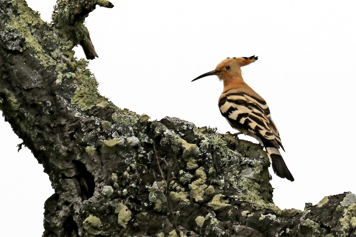 Eurasian Hoopoe - ML208673961