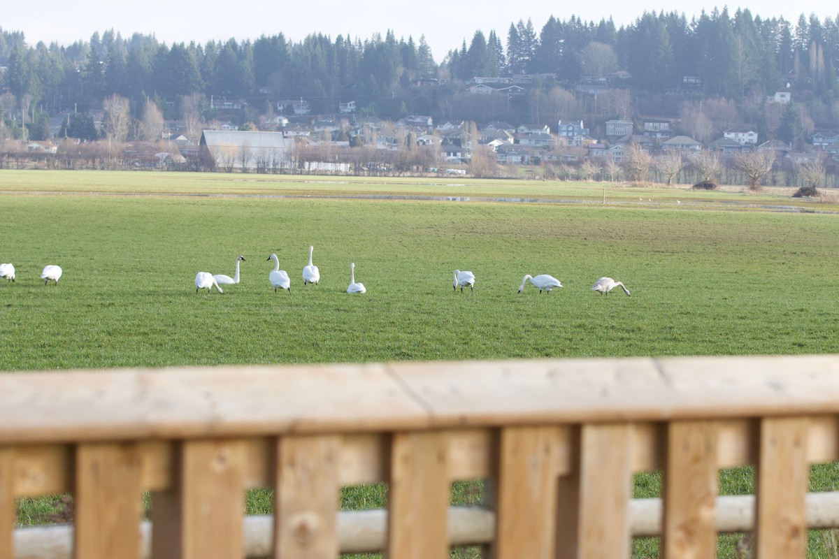 Trumpeter Swan - ML208674191