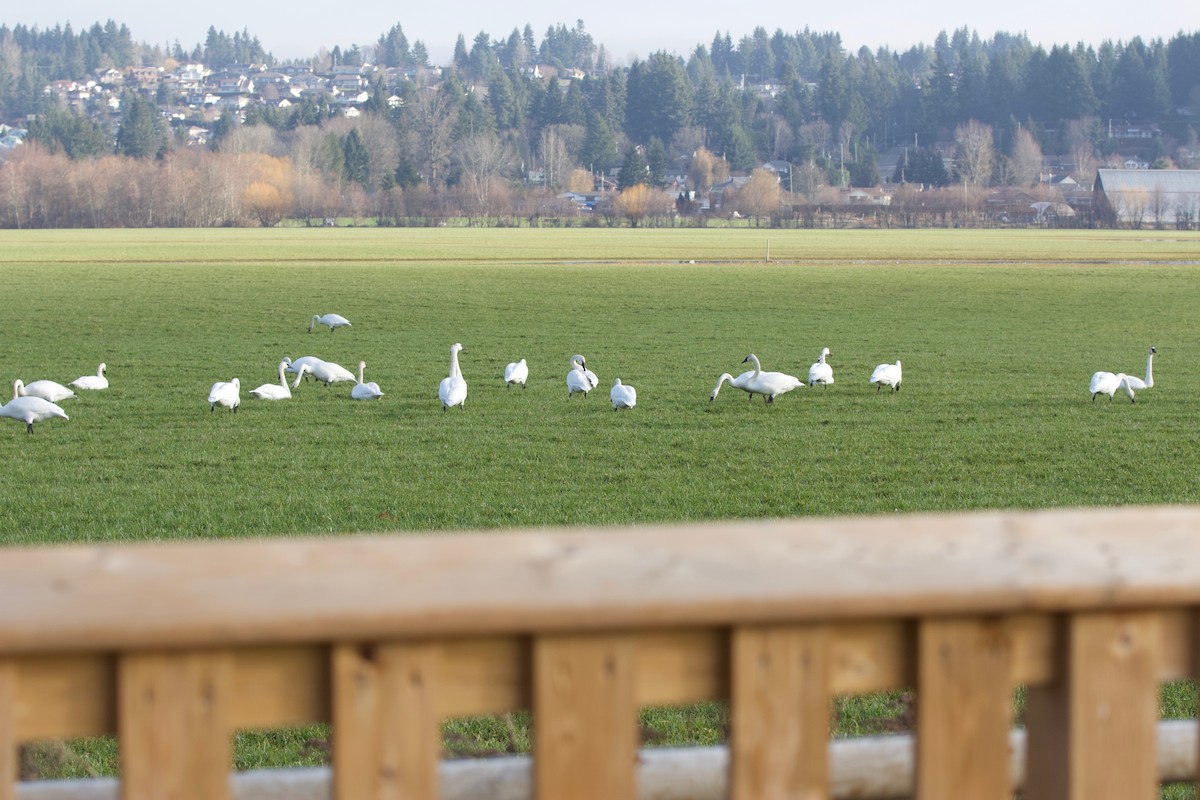 Trumpeter Swan - ML208674201