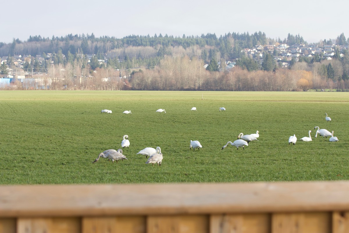 Trumpeter Swan - ML208674211