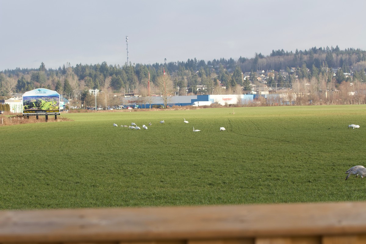 Trumpeter Swan - ML208674231