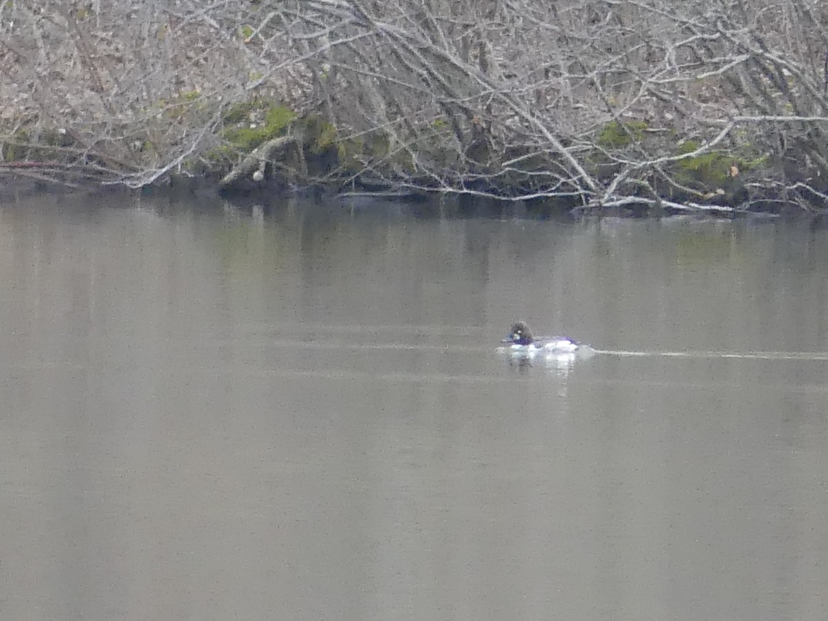 Common Goldeneye - ML208674451