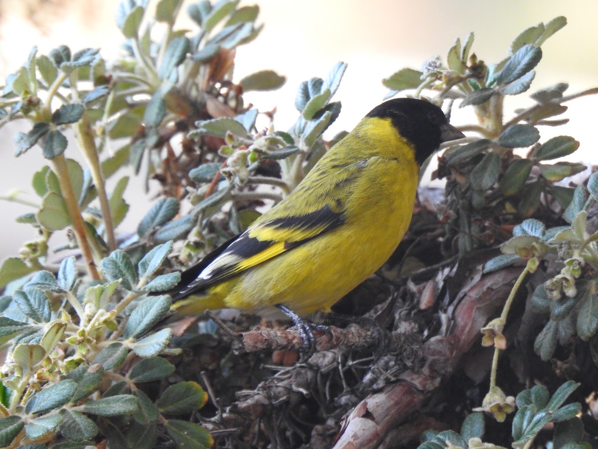 čížek jihoamerický - ML208675011