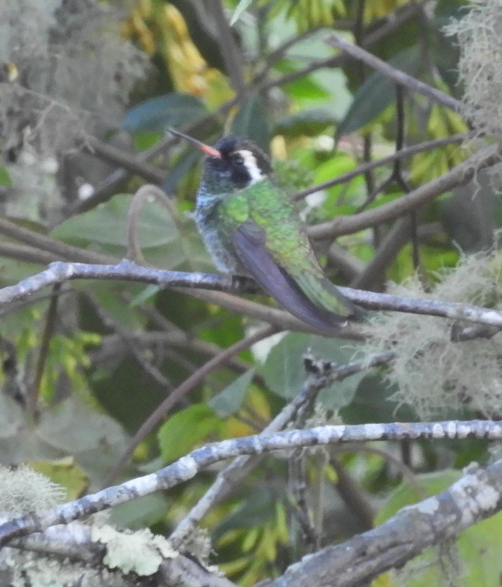 White-eared Hummingbird - Merryl Edelstein