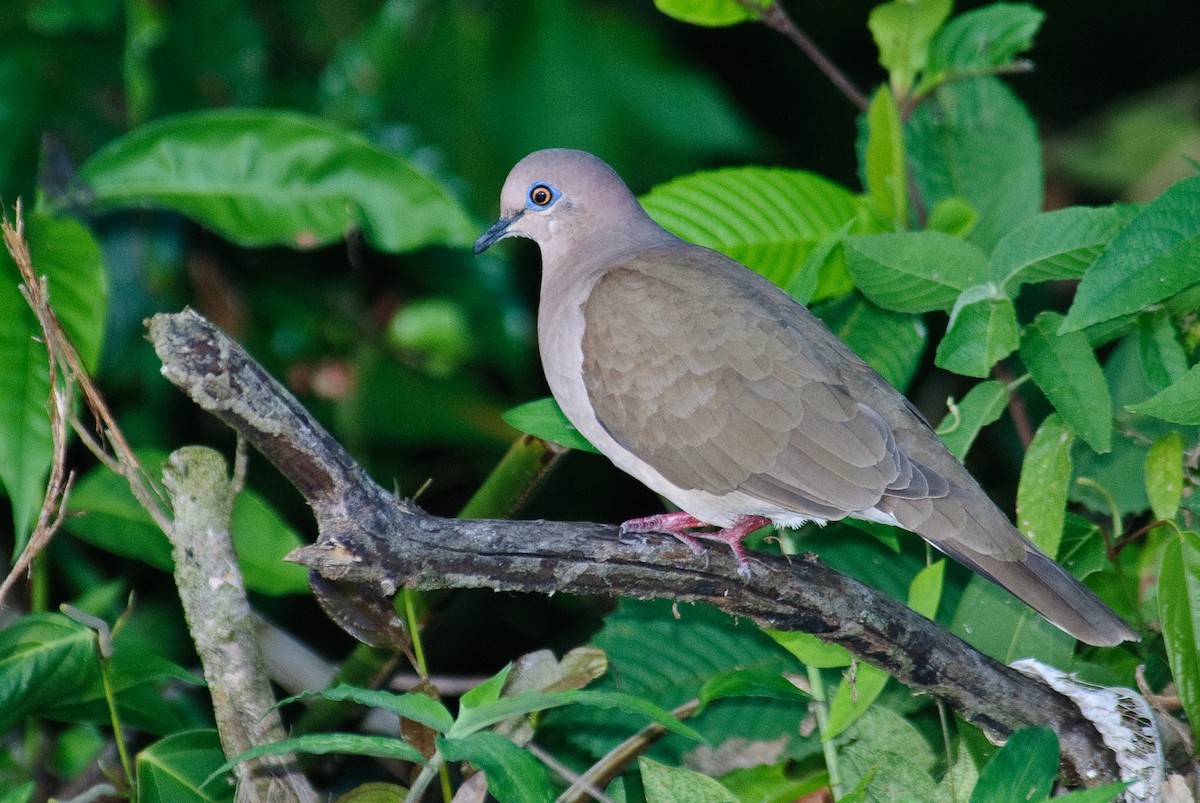 White-tipped Dove - ML208675971