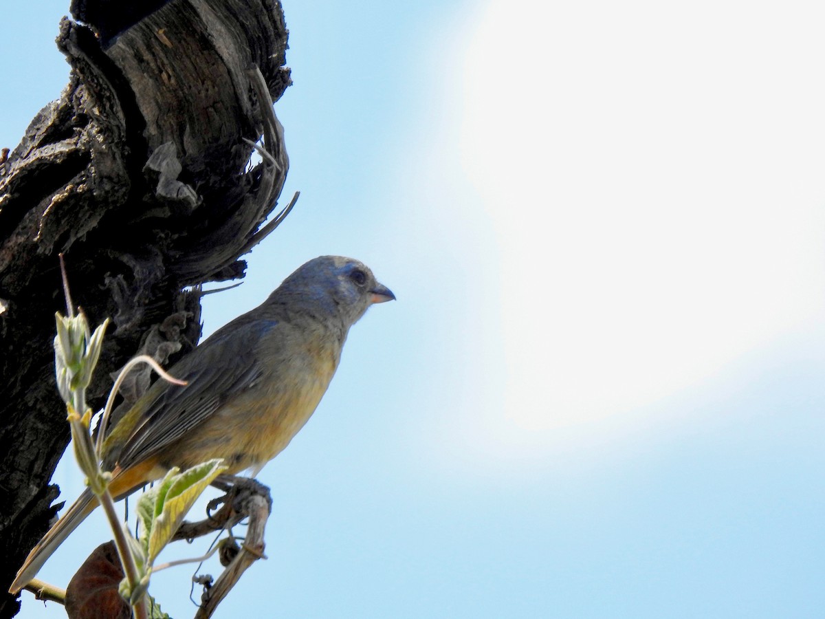 Blue-and-yellow Tanager - ML208676321