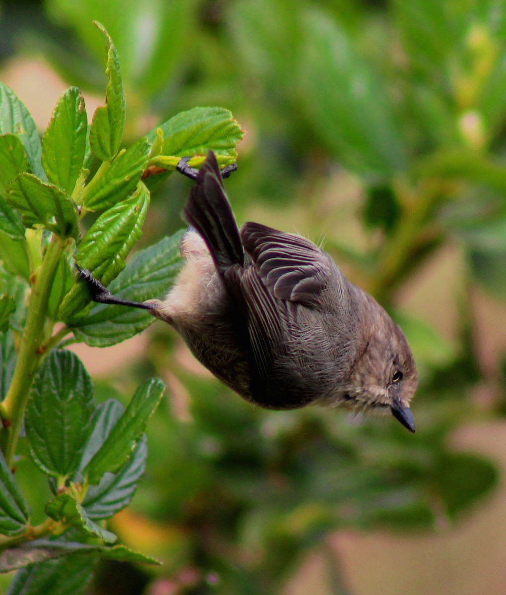 Bushtit - ML20867841