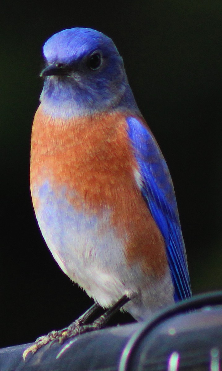 Western Bluebird - ML20867851