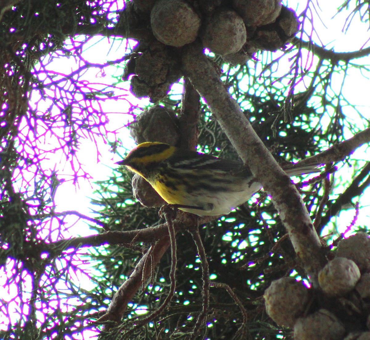 Townsend's Warbler - Paul Fenwick